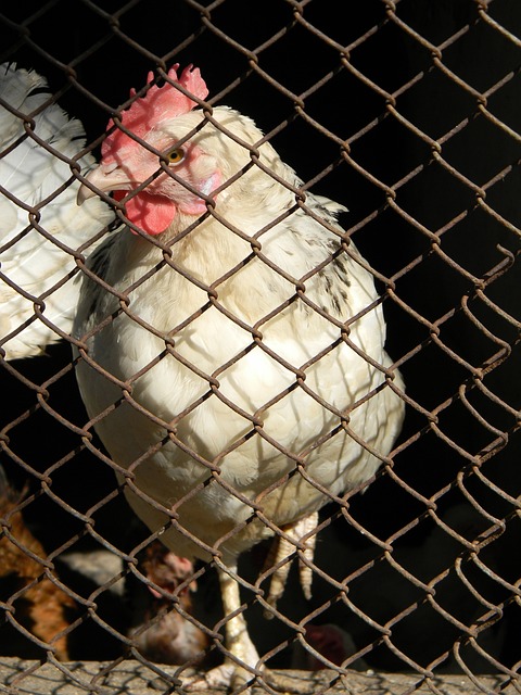 國際賽場的 國際賽場的