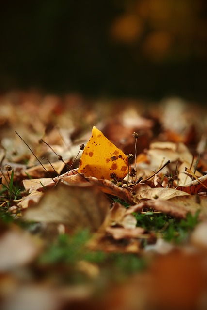 刻地扎根于 刻地扎根于